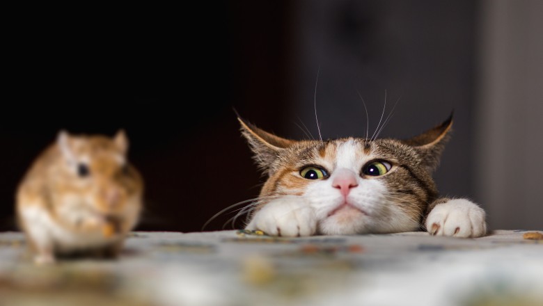 Kedilerin Kusmasına Ne Sebep Olur? Kediler Neden Kusar?