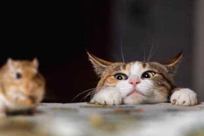 Kedilerin Kusmasına Ne Sebep Olur? Kediler Neden Kusar?