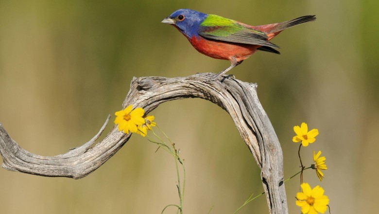 Kuşlar Kaç Yıl Yaşar? Kuşların Ne Kadar Ömrü Olur? Kuşlar nasıl yaşlanır?