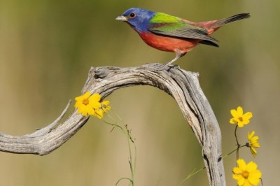 Kuşlar Kaç Yıl Yaşar? Kuşların Ne Kadar Ömrü Olur? Kuşlar nasıl yaşlanır?
