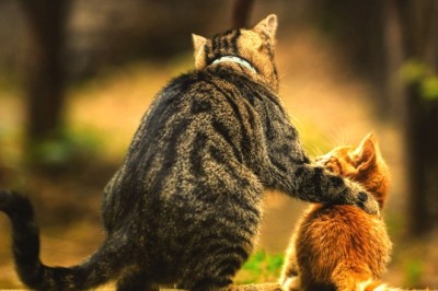 Kedi Davranışları ve Anlamları