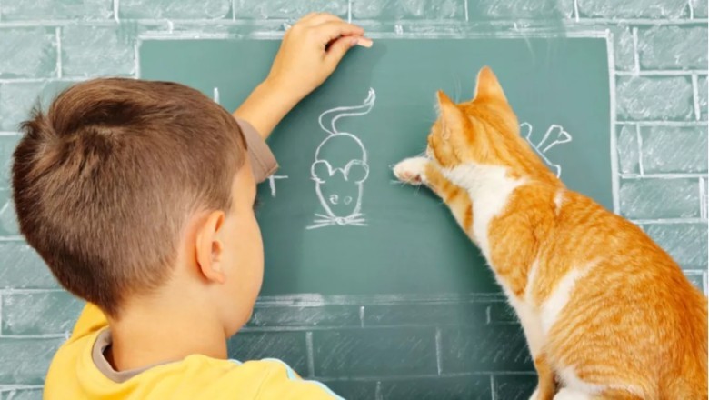 Kediler Eğitilebilir Mi? Bir Kedi Nasıl Eğitilir?