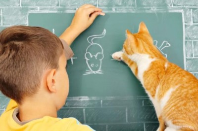 Kediler Eğitilebilir Mi? Bir Kedi Nasıl Eğitilir?