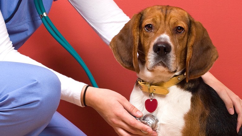 Köpeklerde Ağrı Nasıl Anlaşılır, Nasıl Azaltılır?