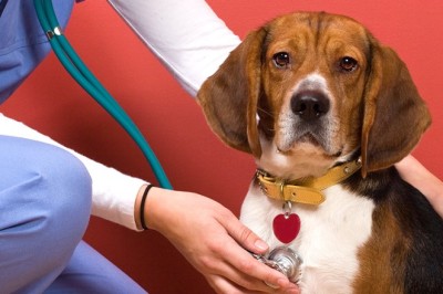 Köpeklerde Ağrı Nasıl Anlaşılır, Nasıl Azaltılır?