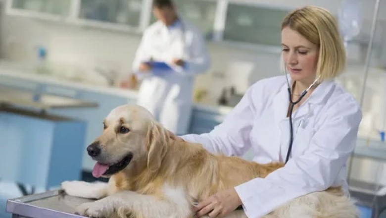 Köpeklerde Demodikozis (Demodektik Uyuz) Belirtileri ve Tedavisi