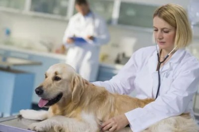 Köpeklerde Demodikozis (Demodektik Uyuz) Belirtileri ve Tedavisi