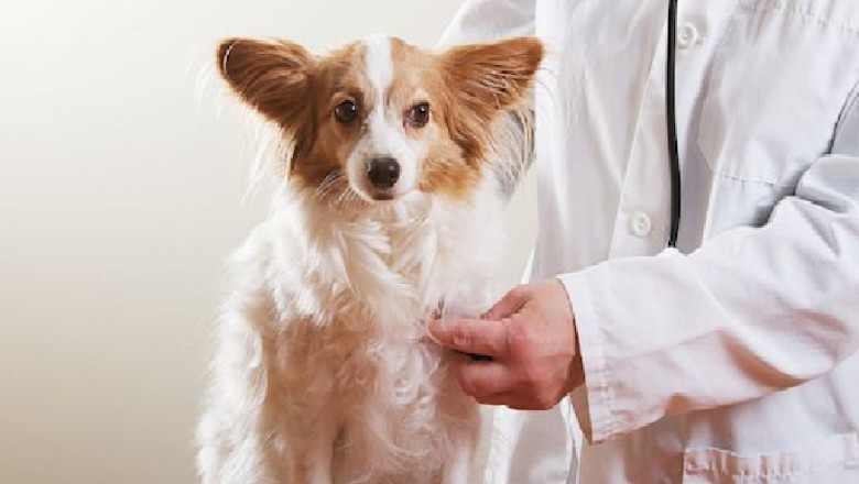 Köpeklerde Kalp Kurdu Hastalığı Tedavisi ve Önlenmesi