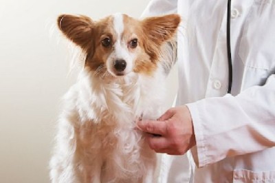 Köpeklerde Kalp Kurdu Hastalığı Tedavisi ve Önlenmesi