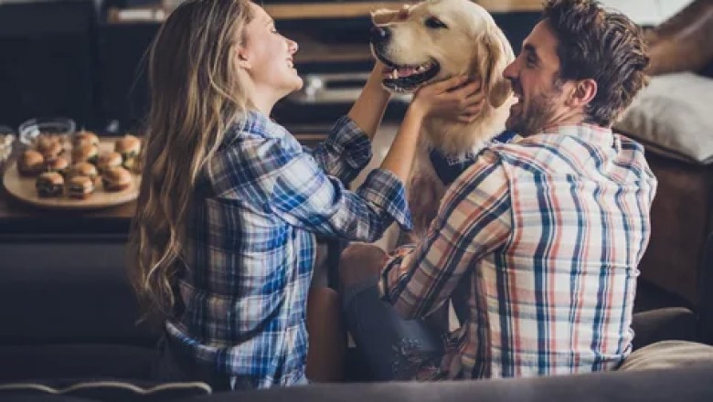 Köpeklerde Kıskançlık: Köpekler Neden Kıskanır?