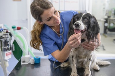 Köpeklerde Lyme Hastalığı Belirtileri ve Önlenmesi