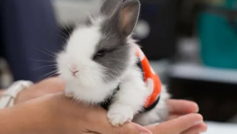 Tavşan Nerede Yaşar? Tavşanlar Nasıl Ortamları Sever Ve Yaşamak İster?