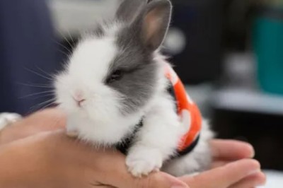 Tavşan Nerede Yaşar? Tavşanlar Nasıl Ortamları Sever Ve Yaşamak İster?