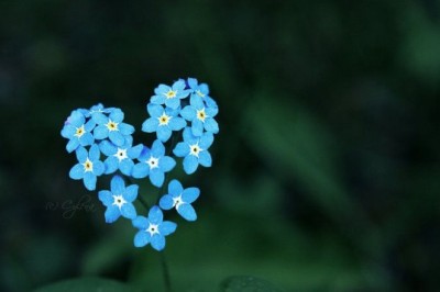 Unutmabeni Çiçeği Hikayesi ve Anlamı Nedir? Unutma Beni Çiçeği Nasıl Yetiştirilir?