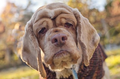Yaşlı Köpeklerin Genç Hissetmesini Sağlayacak Yöntemler