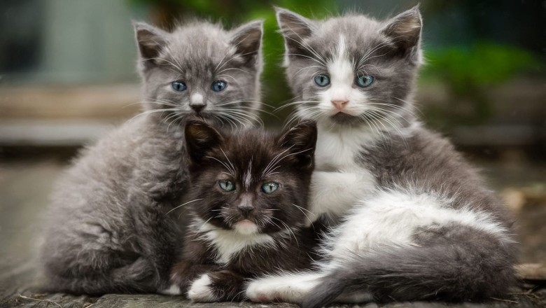 Yavru Kedi Bakımı Nasıl Yapılır?