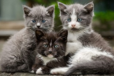 Yavru Kedi Bakımı Nasıl Yapılır?