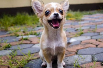 Yavru Köpekler Ne Zaman Dışarı Çıkabilir?