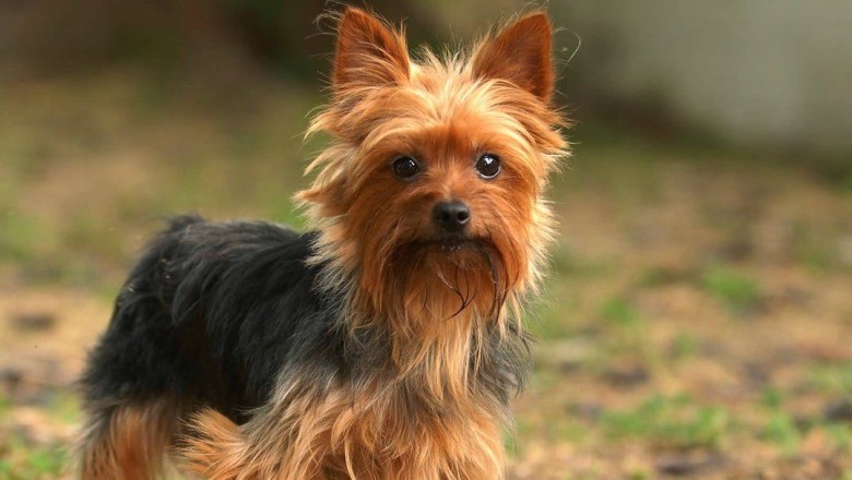 Yavru Köpekleri Mutlu Etmenin Yolları Nelerdir? nasıl Mutlu Olurlar?