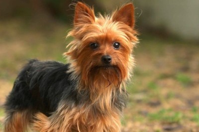 Yavru Köpekleri Mutlu Etmenin Yolları Nelerdir? nasıl Mutlu Olurlar?