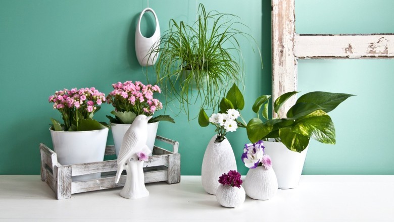 Evde Çiçek Yetiştirmenin Püf Noktaları