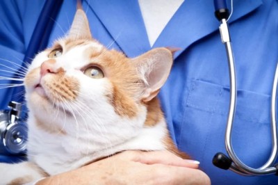 Kedi Zehirlenme Belirtileri ve Tedavi İpuçları, Kedim Zehirlenirse Ne Yapmalıyım?