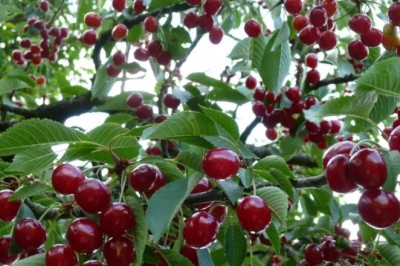 Vişne Neye İyi Gelir, Ne Zaman Tüketilmeli?