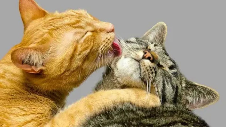 Kedilerde Taurin Eksikliği Belirtileri Ve Nedenleri?