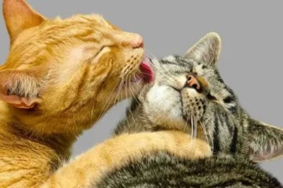 Kedilerde Taurin Eksikliği Belirtileri Ve Nedenleri?