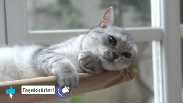 KEDİLERDE VERTIGO ( Baş Dönmesi) Vertigo Sepepleri ve Tedavisi