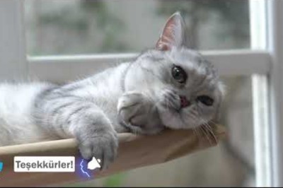 KEDİLERDE VERTIGO ( Baş Dönmesi) Vertigo Sepepleri ve Tedavisi