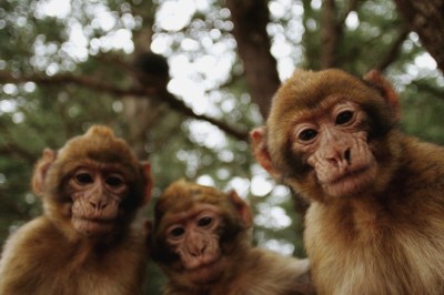 Sık Sık Karşımıza Çıkan Üç Maymun Ne Demektir?