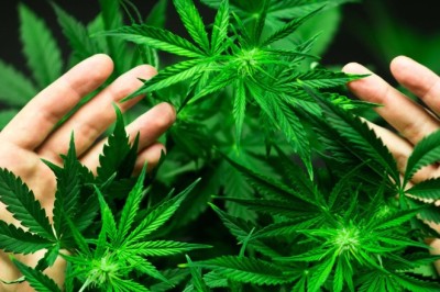 Kenevir Üretimi Nasıl Yapılır? Hangi Şehirlerde Serbesttir?