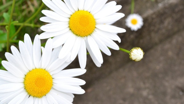 Dünyanın En Güzel Hediyeleri Çiçeklerin Anlamları Nelerdir?