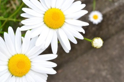 Dünyanın En Güzel Hediyeleri Çiçeklerin Anlamları Nelerdir?