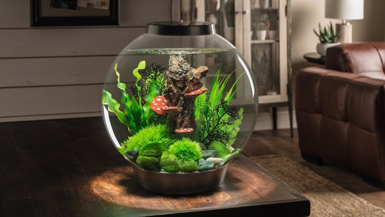 Balıkların Akvaryumda Bakımı ve Türleri: Renkli ve Huzur Veren Dünya