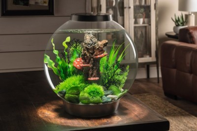 Balıkların Akvaryumda Bakımı ve Türleri: Renkli ve Huzur Veren Dünya