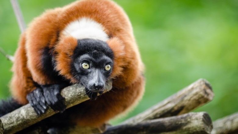 Egzotik Evcil Hayvanların Bakımı ve Özel İhtiyaçları: Sağlıklı ve Mutlu Bir Yaşam İçin Öneriler