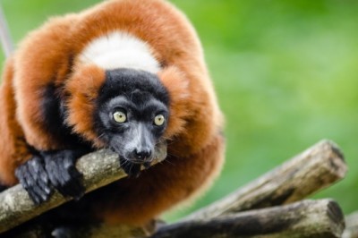 Egzotik Evcil Hayvanların Bakımı ve Özel İhtiyaçları: Sağlıklı ve Mutlu Bir Yaşam İçin Öneriler