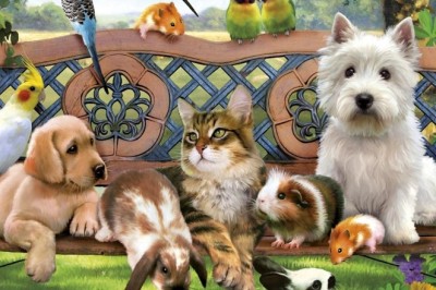 Evcil Hayvan Sahiplenmeden Önce Dikkate Alınması Gereken Faktörler