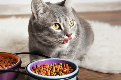 Evcil Hayvanlar İçin Doğal ve Organik Beslenme: Sağlıklı Bir Beslenme Seçeneği