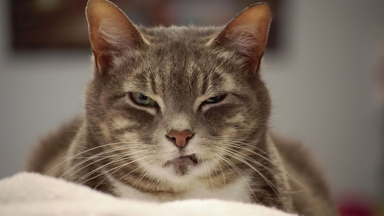 Evcil Hayvanların Ruh Sağlığı ve Stres Yönetimi: İyi Bir Yaşam İçin Önemli Faktörler