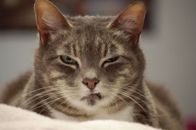 Evcil Hayvanların Ruh Sağlığı ve Stres Yönetimi: İyi Bir Yaşam İçin Önemli Faktörler