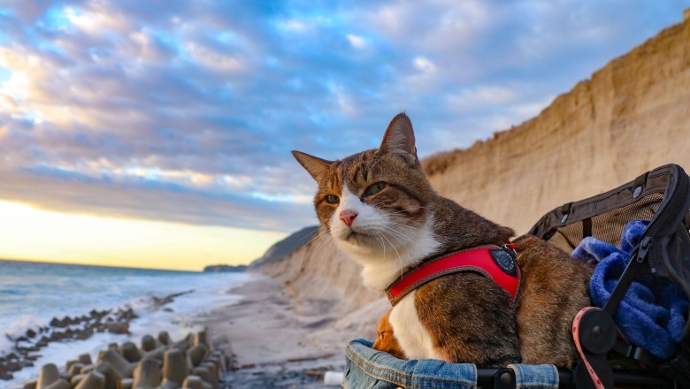 Evcil Hayvanlarla Seyahat Etme İpuçları ve Önlemler: Güvenli ve Sorunsuz Bir Yolculuk İçin