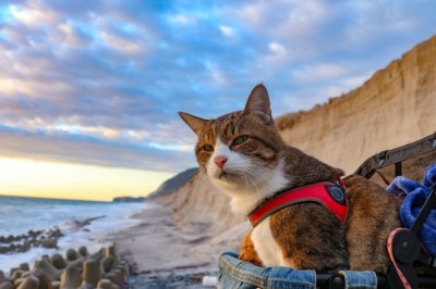 Evcil Hayvanlarla Seyahat Etme İpuçları ve Önlemler: Güvenli ve Sorunsuz Bir Yolculuk İçin