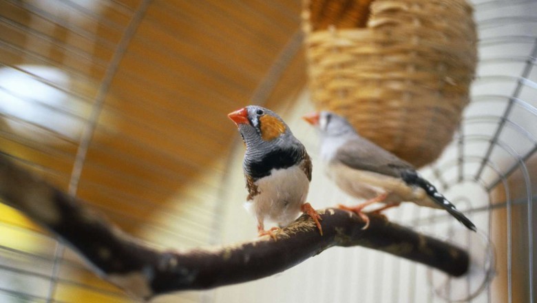 Evde Evcil Kuş Bakımı: Sağlık ve Mutluluk İçin İpuçları