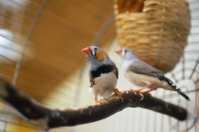 Evde Evcil Kuş Bakımı: Sağlık ve Mutluluk İçin İpuçları