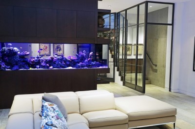 Evde Küçük Bir Akvaryumun Nasıl Kurulacağı: Adım Adım Rehber
