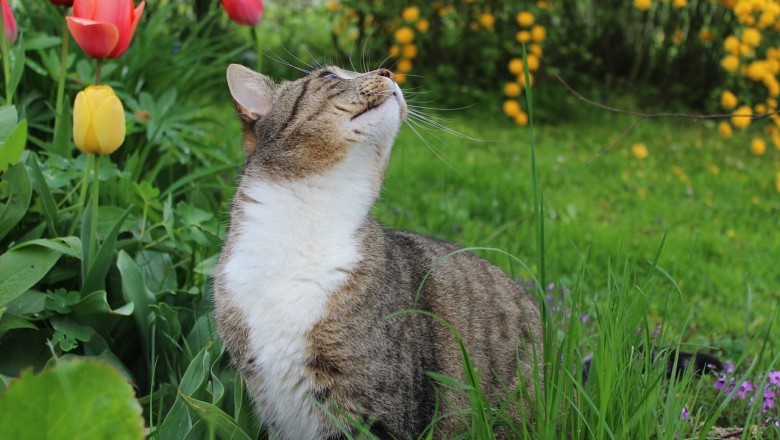 Evdeki Bitkilerin Evcil Hayvanlar İçin Potansiyel Zararları: Dikkat Edilmesi Gereken Riskler
