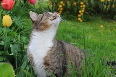 Evdeki Bitkilerin Evcil Hayvanlar İçin Potansiyel Zararları: Dikkat Edilmesi Gereken Riskler